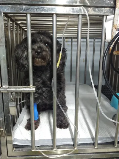 Sankampheang Animal Hospital