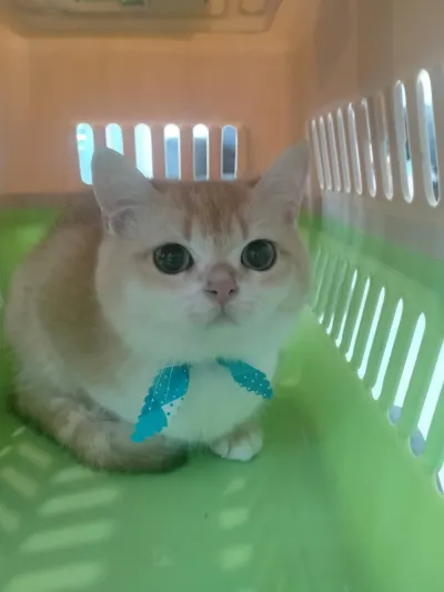 Kat Baan Mai Animal Hospital