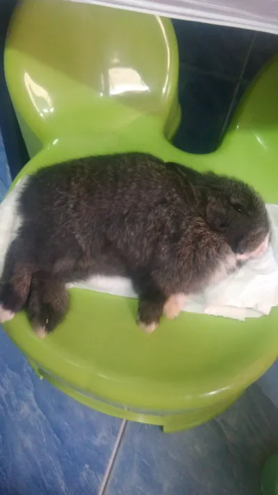 Mueang Chiang Rai Pet Hospital