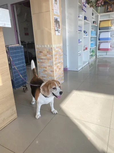 Dr Jah Animal Hospital