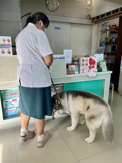Bangkok Krabi Animal Hospital