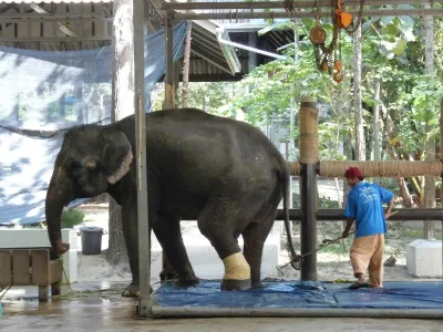 FAE's Elephant Hospital