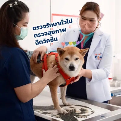 Little Paw Pet Wellness Center & Hospital