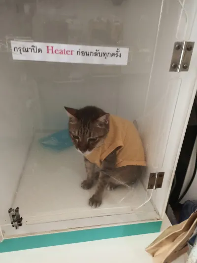 Oken pet clinic