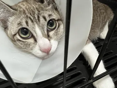 Ears are set to treat animals