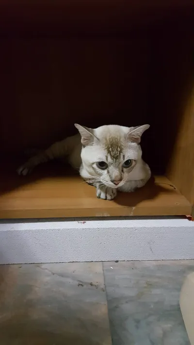 Veterinary Pracha Niwet
