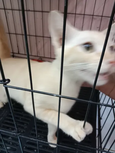 Animal Clinic Best Friend Four-legged