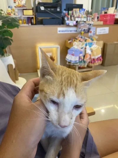 Clinic Animal Treatment