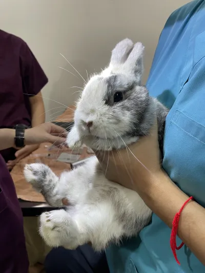 PKS Animal Hospital