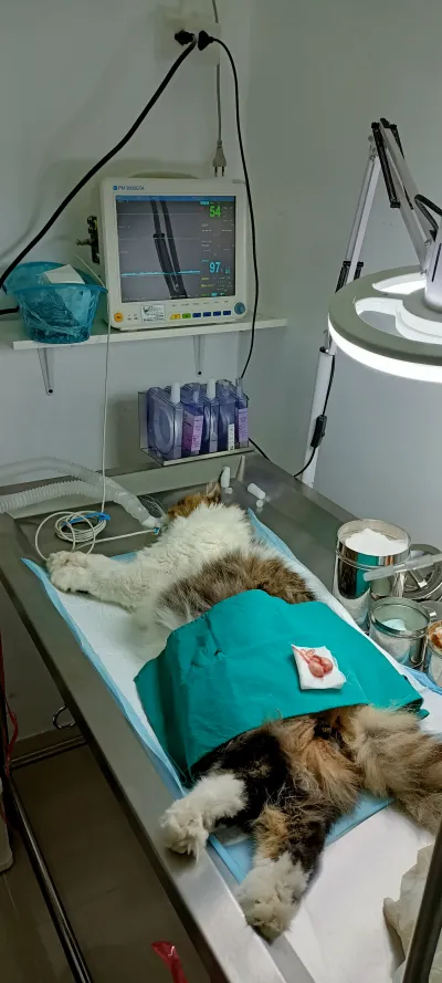 J&P Clinic Animal Treatment