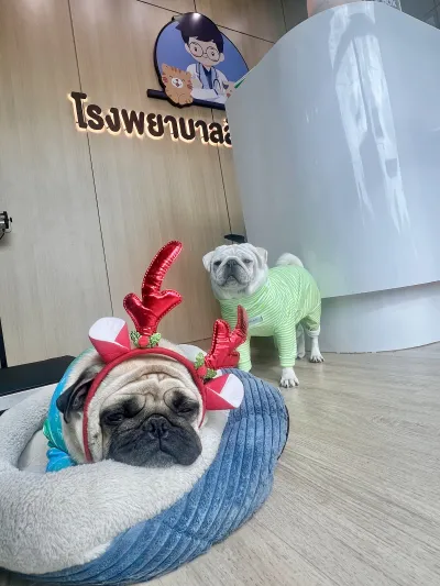 I ChudJen Animal Hospital