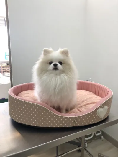 Little P. Pet Clinic