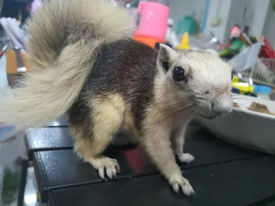 PET CASTLE