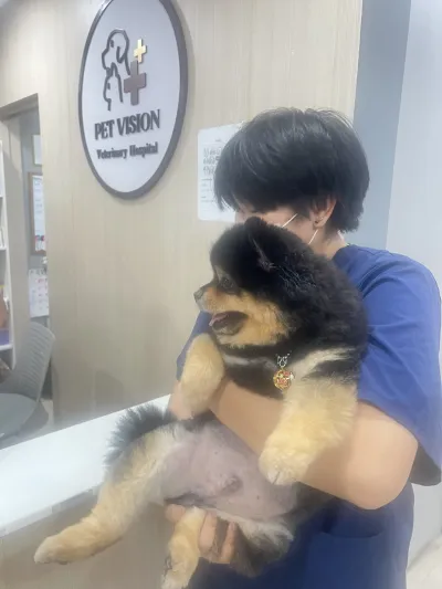 Pet Vision Hospital