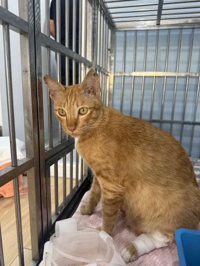 Petcio Animal Hospital