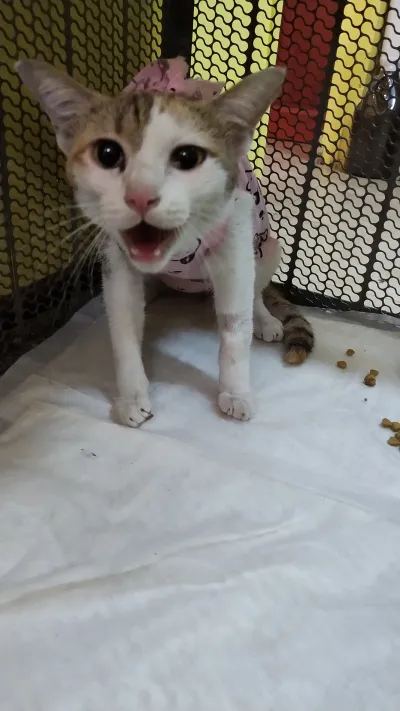 Siri Animal Treatment