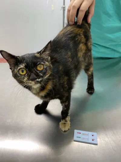 SMALL PET CLINIC