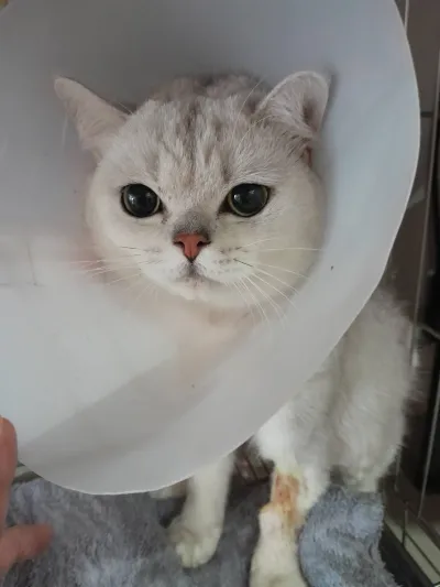 Mo Mo Pet Clinic