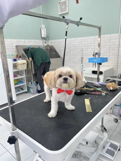MOYA Pet Care