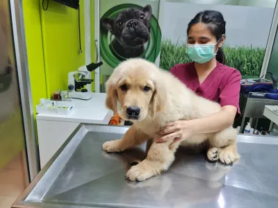 Rangsit Pathum Animal Hospital