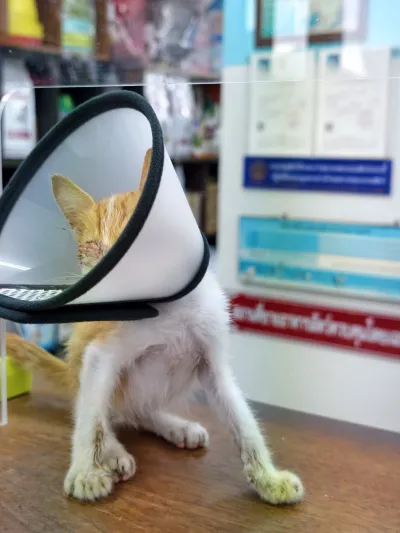 Lom Sak Veterinary