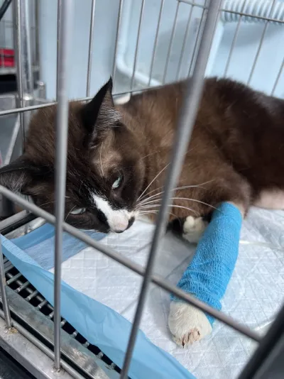 Ban Animal Hospital, Phetchaburi