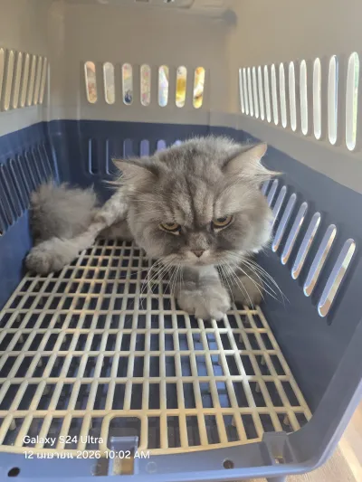 Muang Phet Animal Hospital