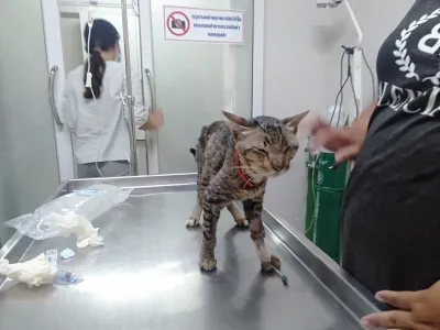 Thanandee Animal Treatment