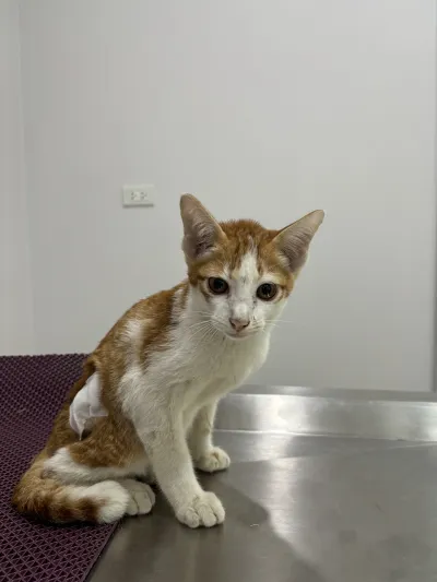 The clinic has an animal treatment tank