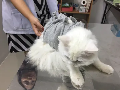 BN Pet Care Vet Clinic