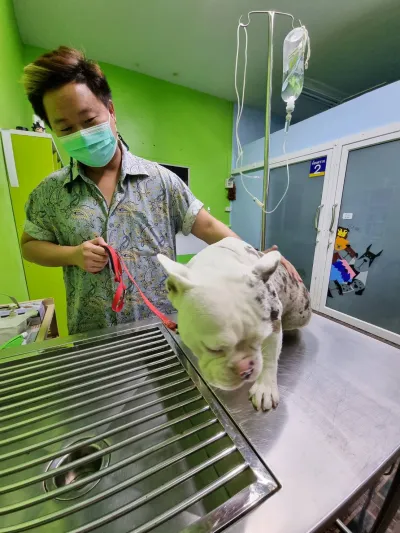 Dr. Ta Animal treatment