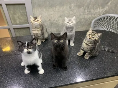 Mettakarn Animal Hospital