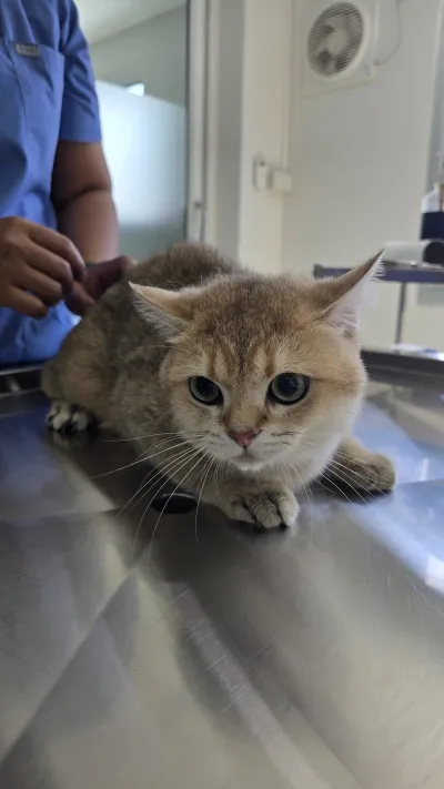 Pet First Vet Clinic Rayong