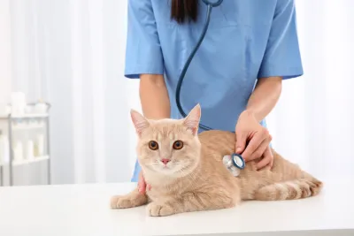 Tapong Animal Hospital