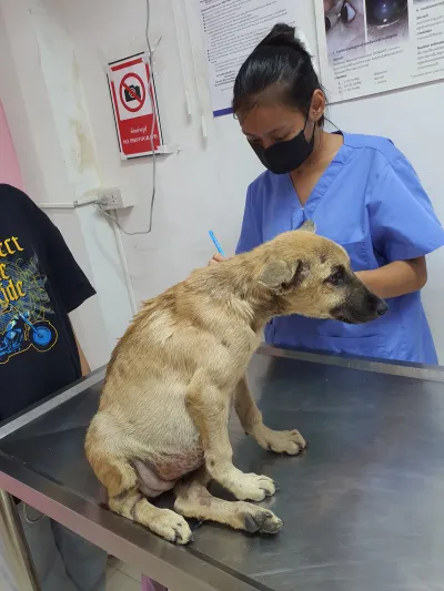 Udomsup Animal Treatment