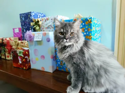 Petsmile Veterinary Clinic