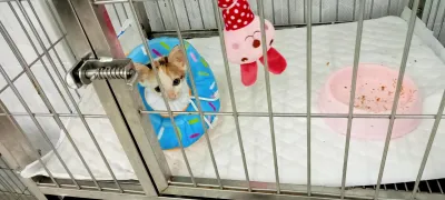 New Animal Hospital