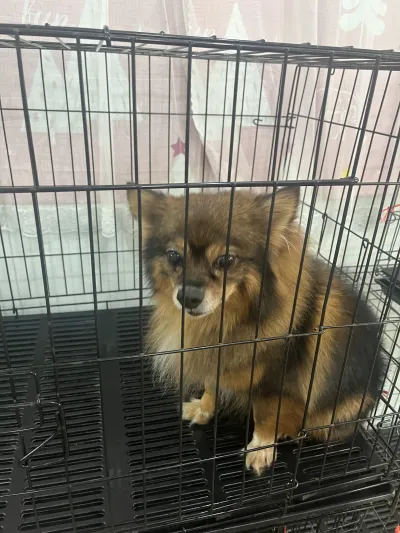 Lucky Petto Animal Treatment
