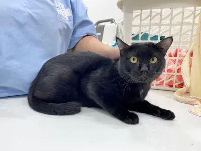 BangKaew Vet Clinic