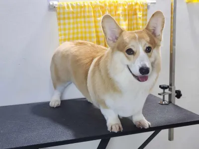 PET 'N JOY