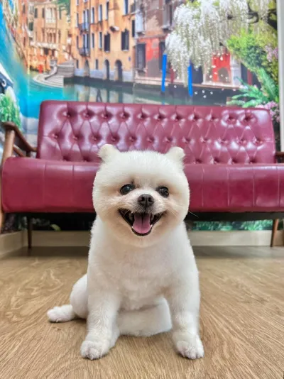 Beloved Animal Hospital