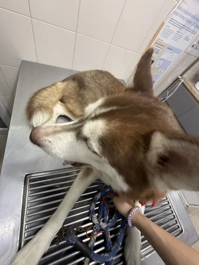 Home For Pet