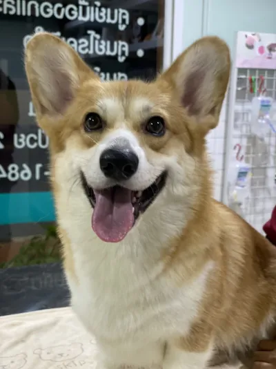 Pet Kaset Animal Hospital