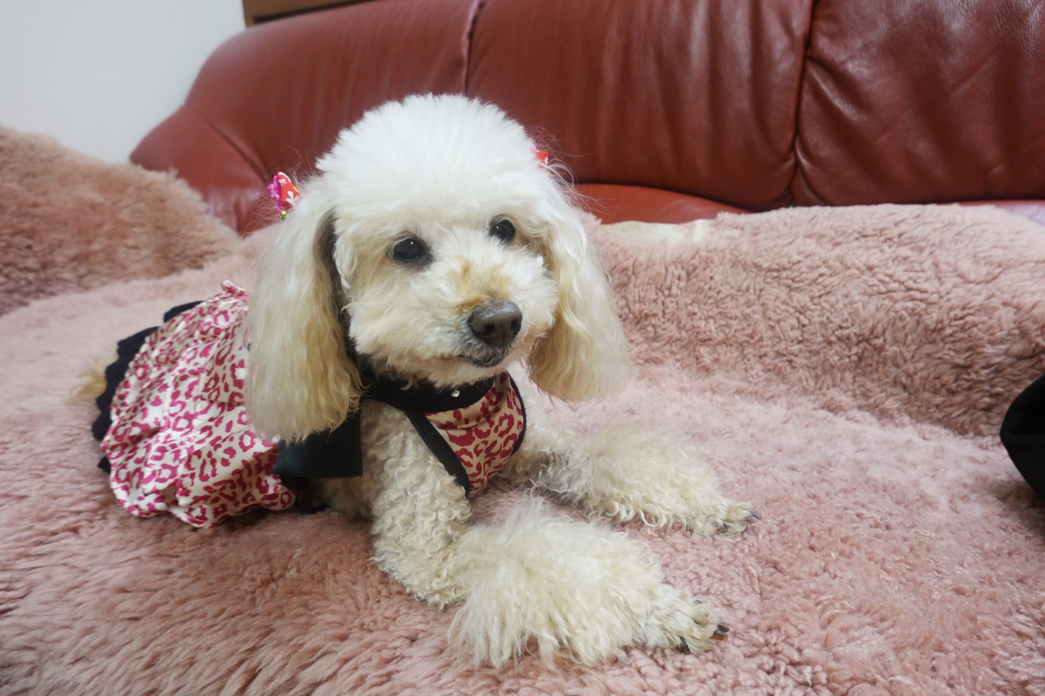 Praline