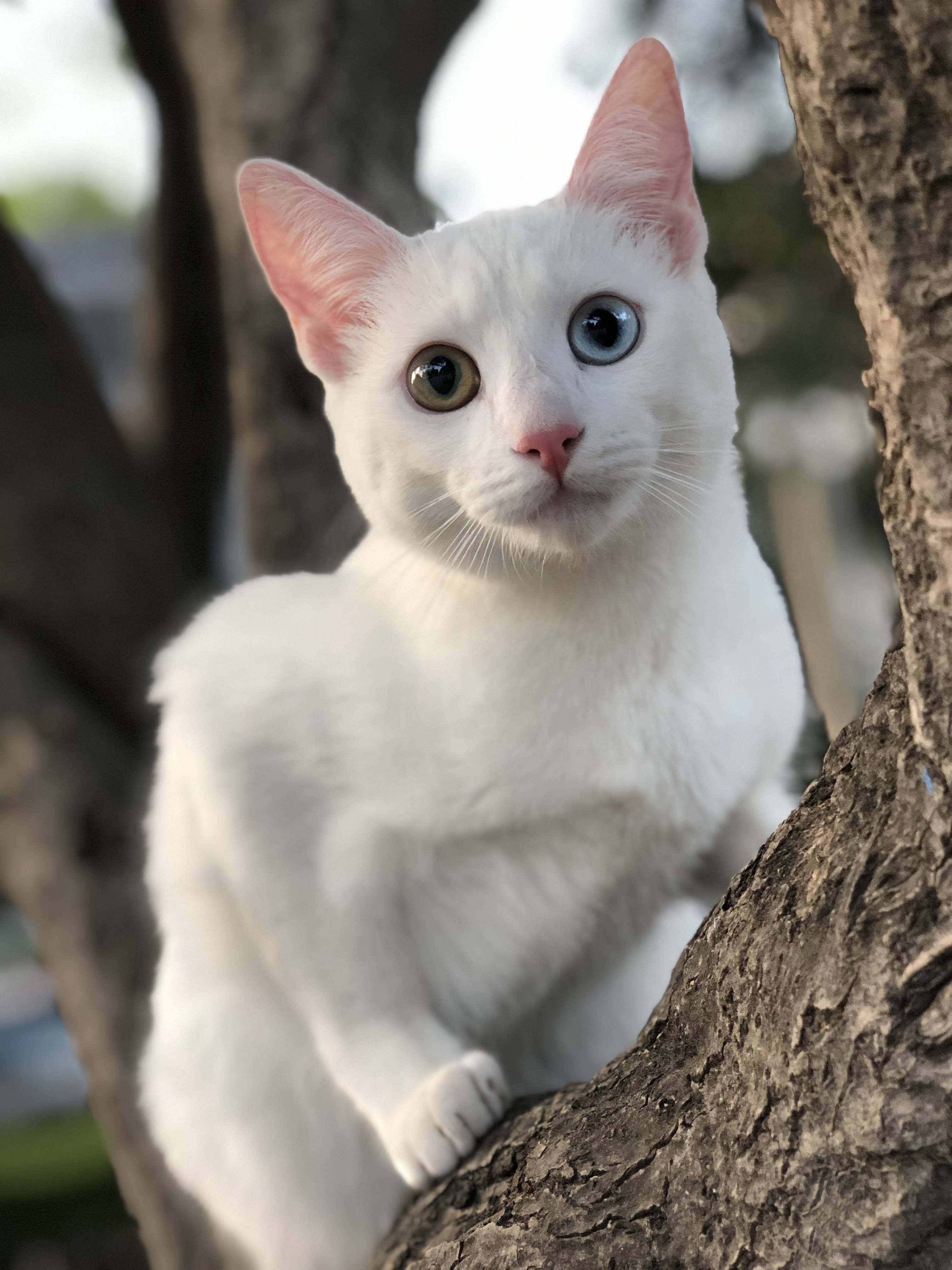 Mali
