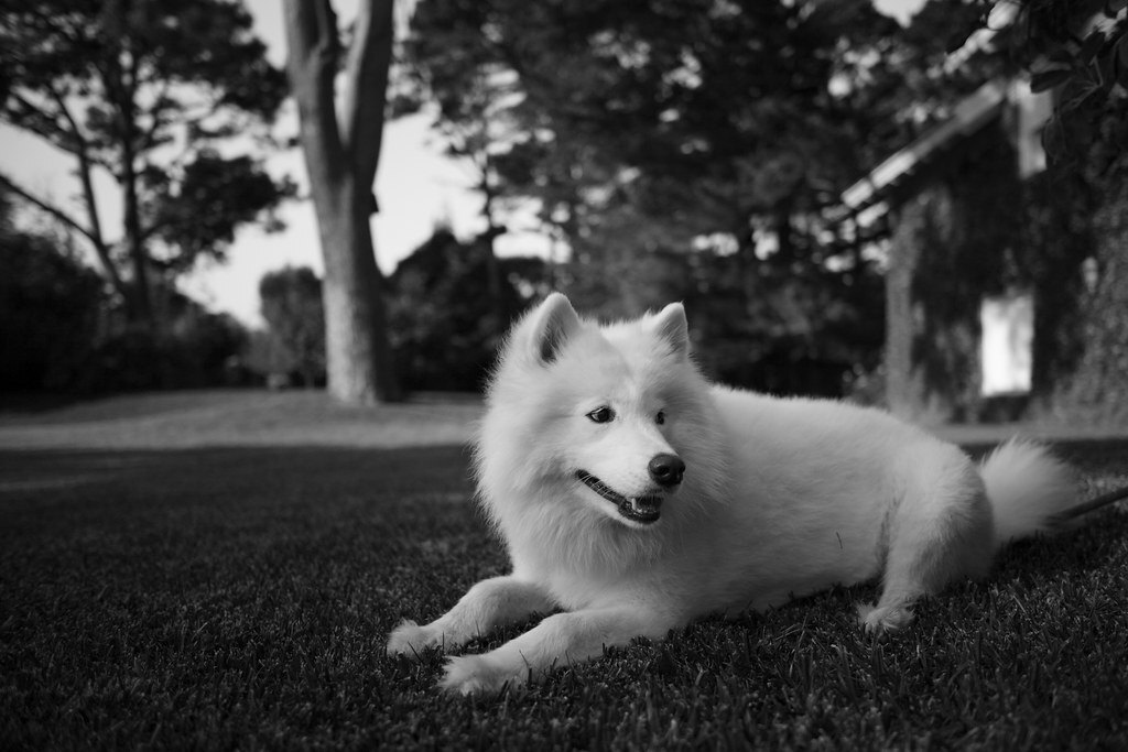 Belka