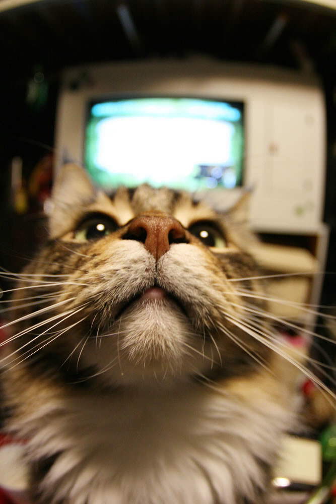 Moustache