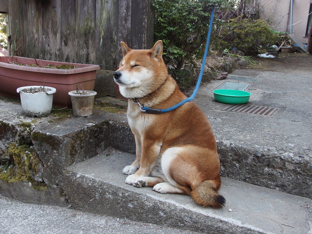 Hachi