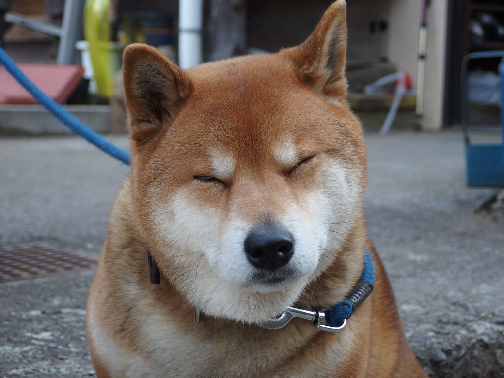 Hachi