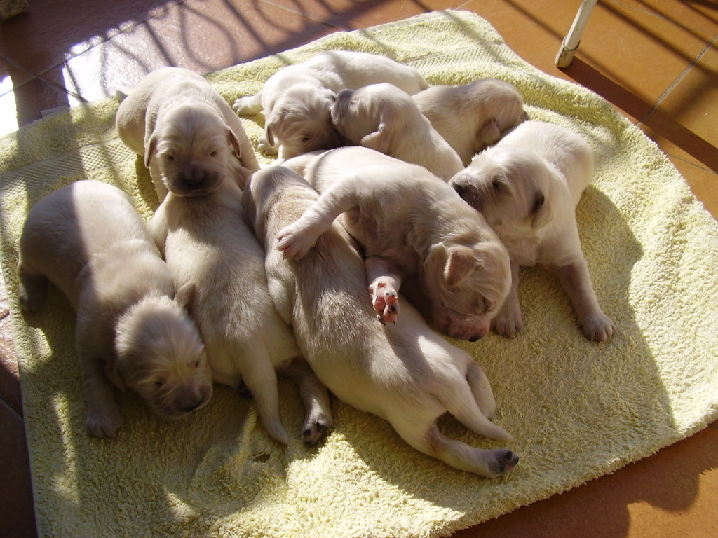 Golden Retriever puppies, 8 weeks old